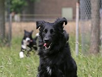 Puppys van Bliss040622-0097